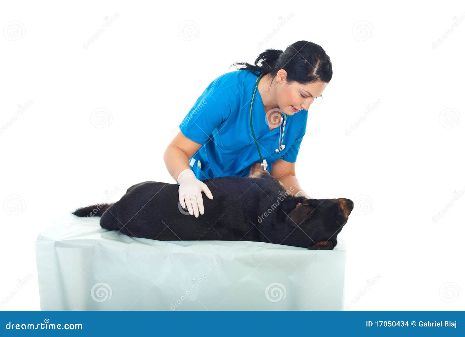 veterinary examine dog