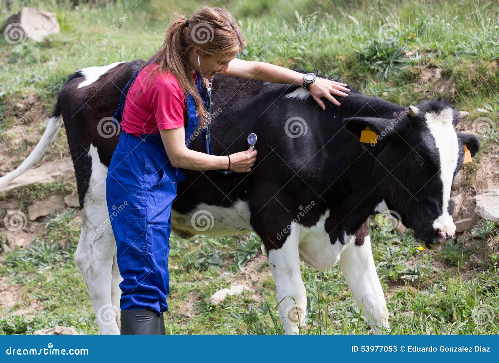 Veterinary on a farm stock image. Image of bull, ailing 53977053