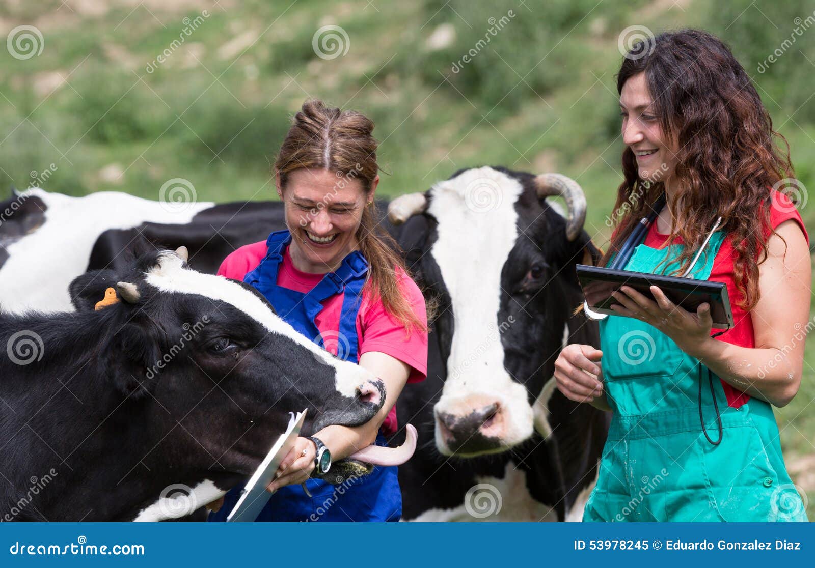 https://thumbs.dreamstime.com/z/veterinary-farm-performing-physical-examination-cow-53978245.jpg