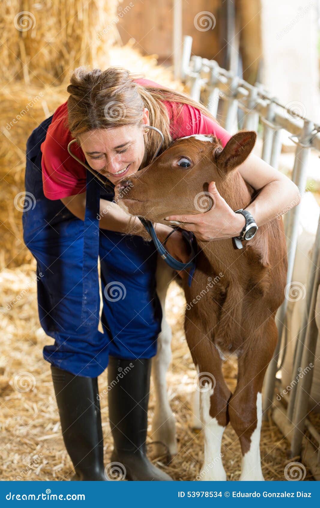 Veterinary on a farm stock photo. Image of livestock 53978534
