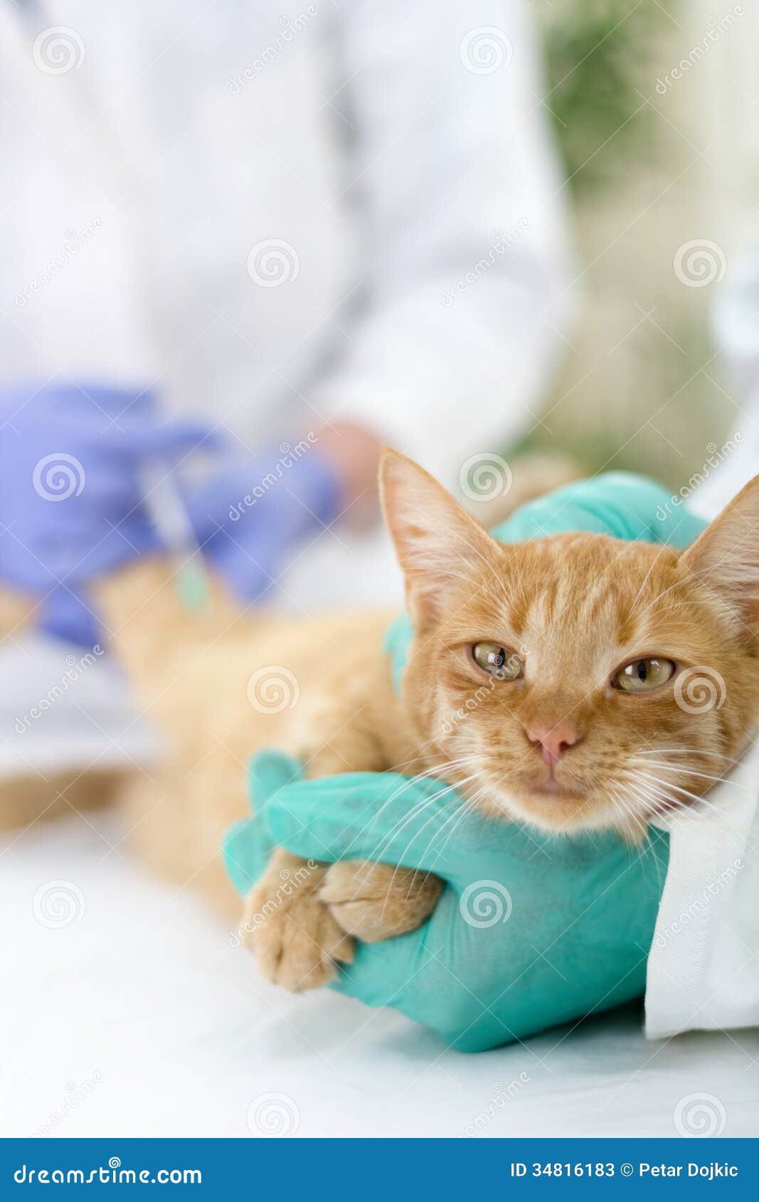 Veterinary Giving the Vaccine To the Cat Stock Image - Image of