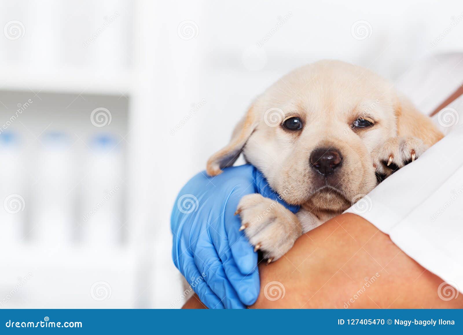 veterinary healthcare professional holding a cute labrador puppy