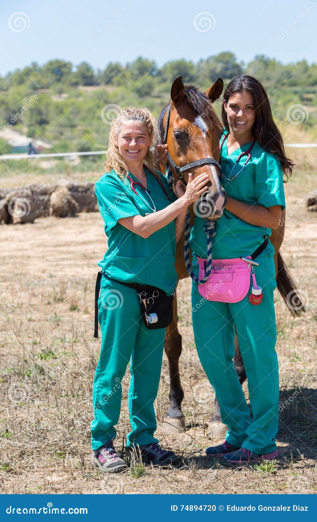 Veterinary Horses on the Farm Stock Photo Image of beasts, field