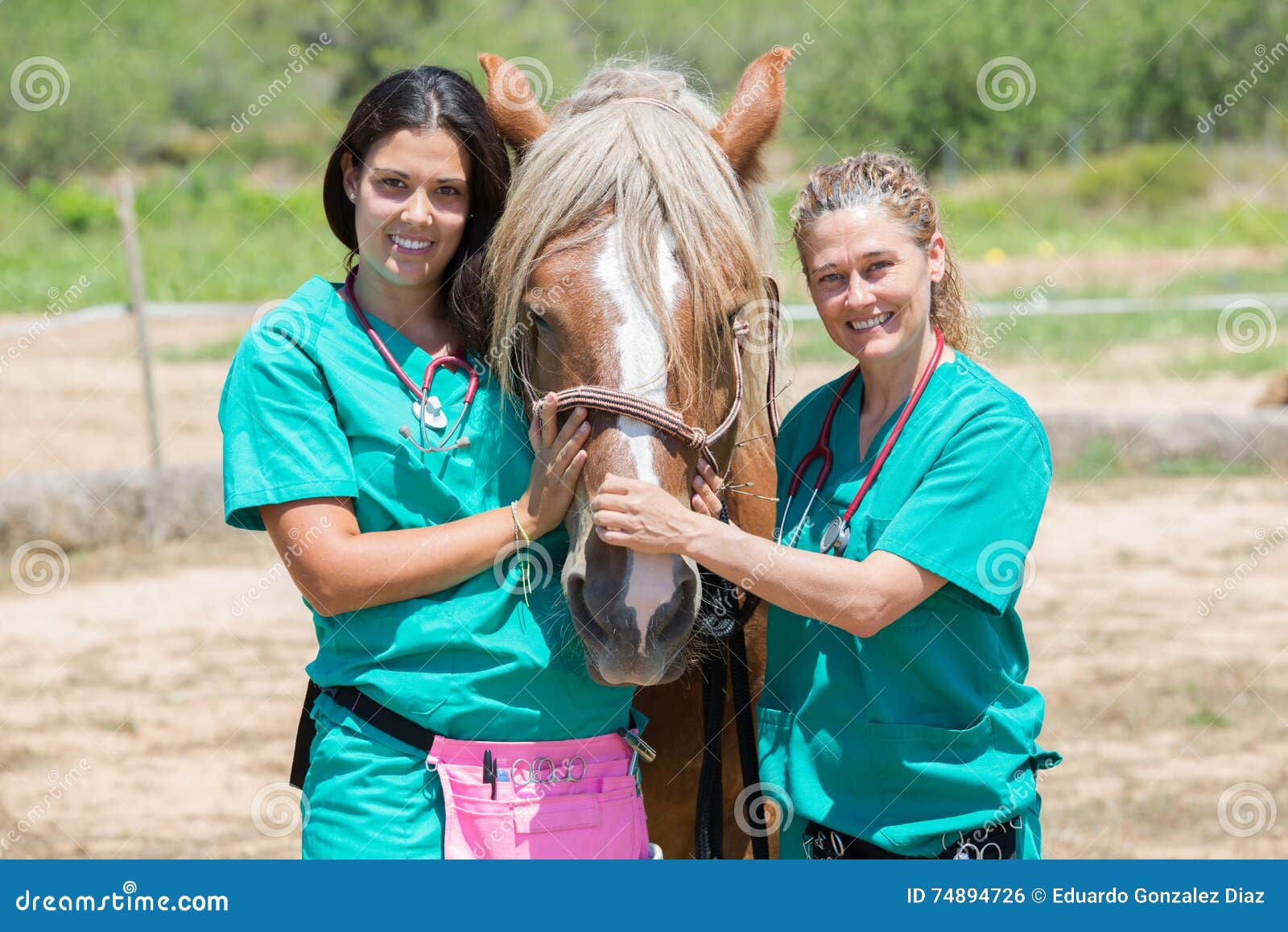 Veterinary Horses on the Farm Stock Photo Image of draft, laid 74894726