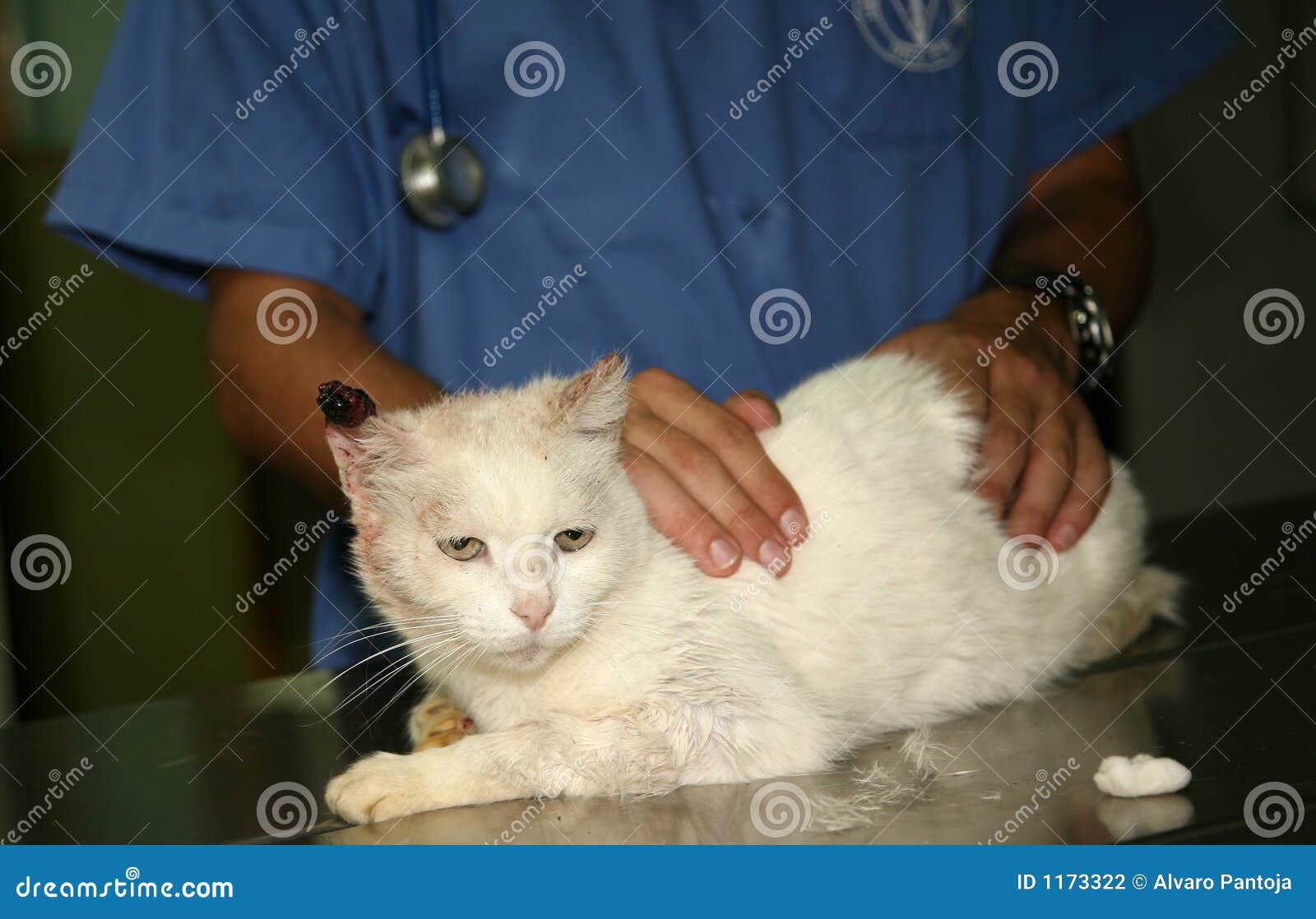 Veterinary Hospital stock photo. Image of education, animal 1173322