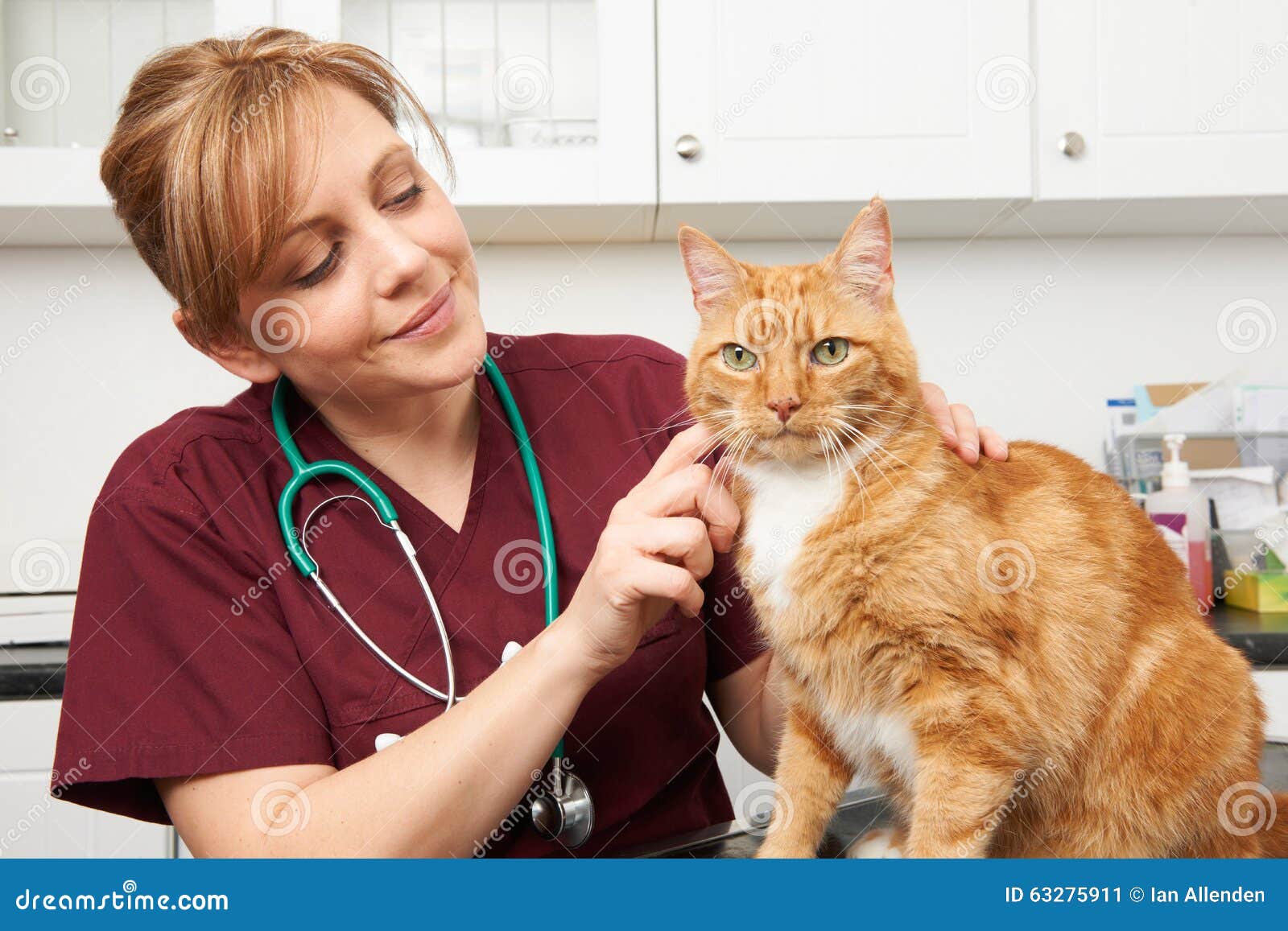 veterinary nurse examining cat in surgery