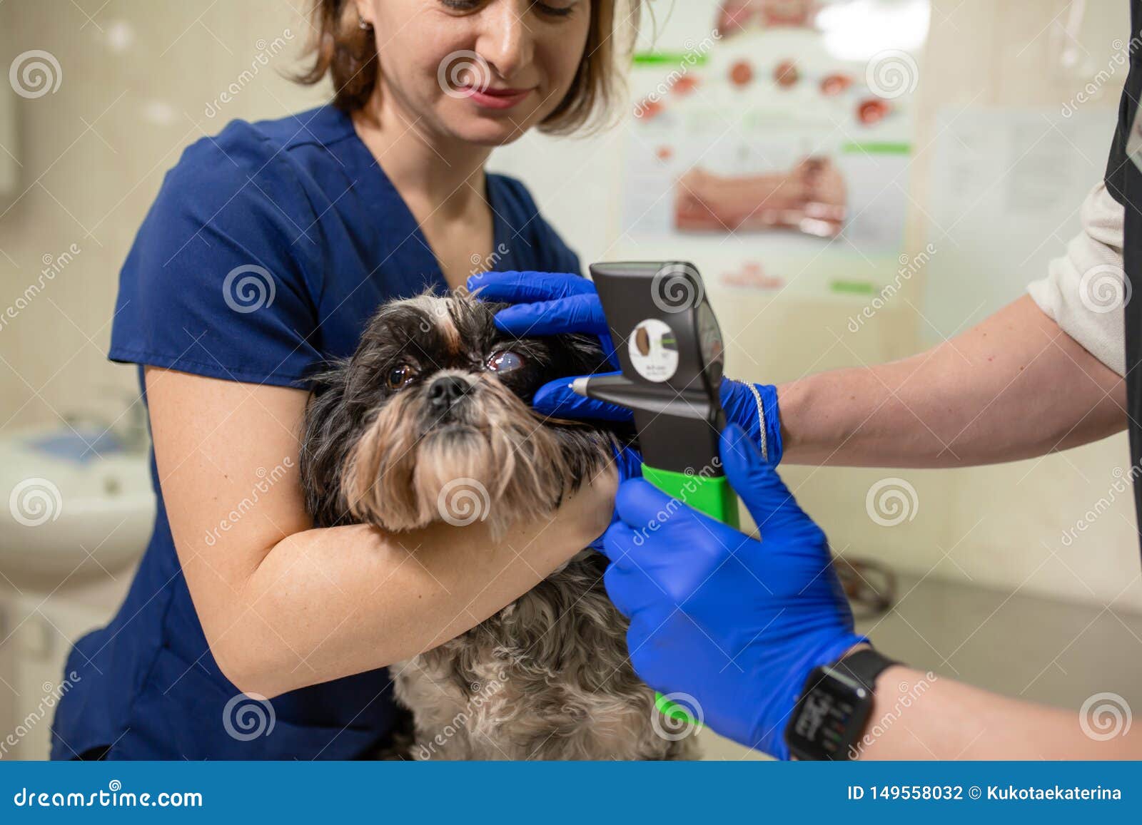 A Veterinary Ophthalmologist Makes a Medical Procedure, Examines a Dog`s Eyes with the Help of an Ophthalmologic Veterinary Stock Photo - Image of ophthalmologic, eyesight: 149558032 A Veterinary Ophthalmologist Makes a Medical Procedure, Examines a Dog`s Eyes with the Help of an Ophthalmologic Veterinary Stock Photo - Image of ophthalmologic, eyesight: 149558032