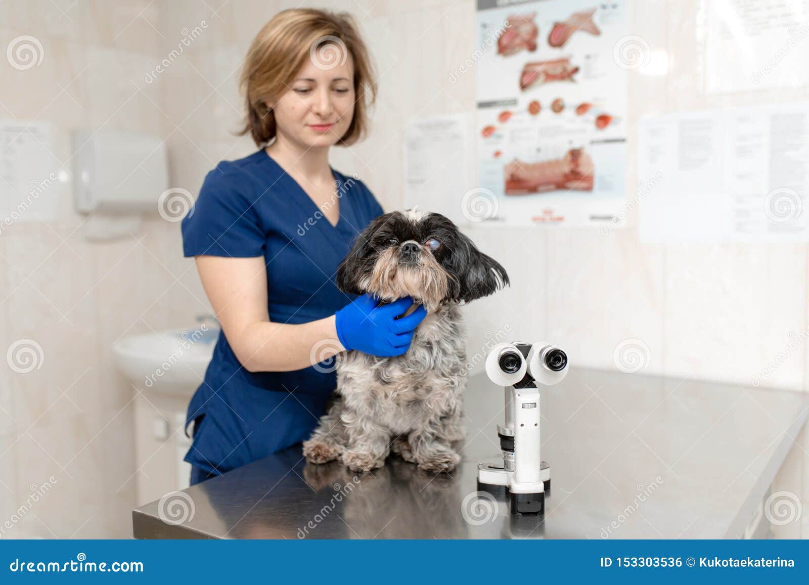 Veterinary Ophthalmologist Woman Makes a Medical Procedure, Examines the Eyes of a Dog with an Injured Editorial Photo - Image of doctor, microscope: 153303536 Veterinary Ophthalmologist Woman Makes a Medical Procedure, Examines the Eyes of a Dog with an Injured Editorial Photo - Image of doctor, microscope: 153303536