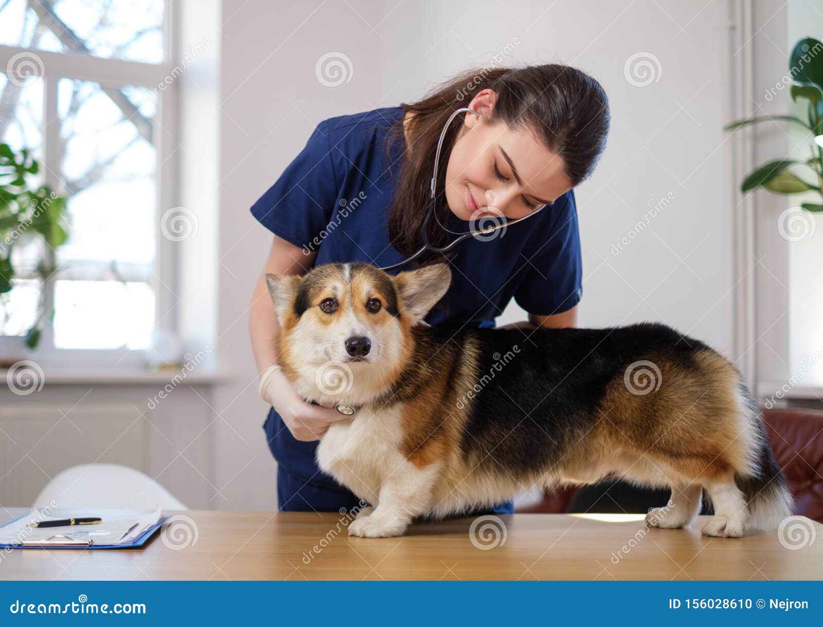 veterinary surgeon and corgi dog at vet clinic