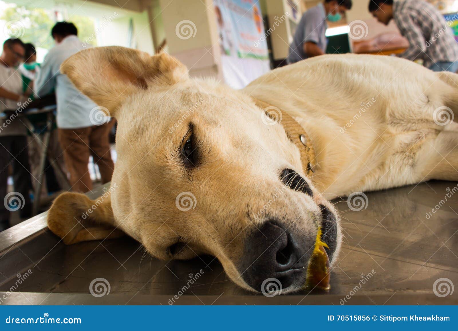 Veterinary Surgeon Neutering a Dog Stock Photo Image of open, doctor