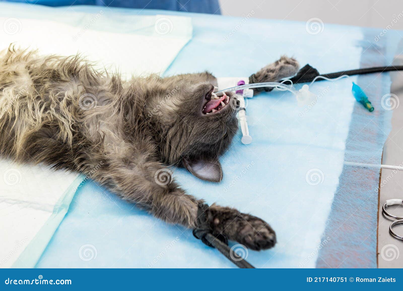 Veterinary Surgeon is Preparing Cat for Neutering Surgery. Stock Image