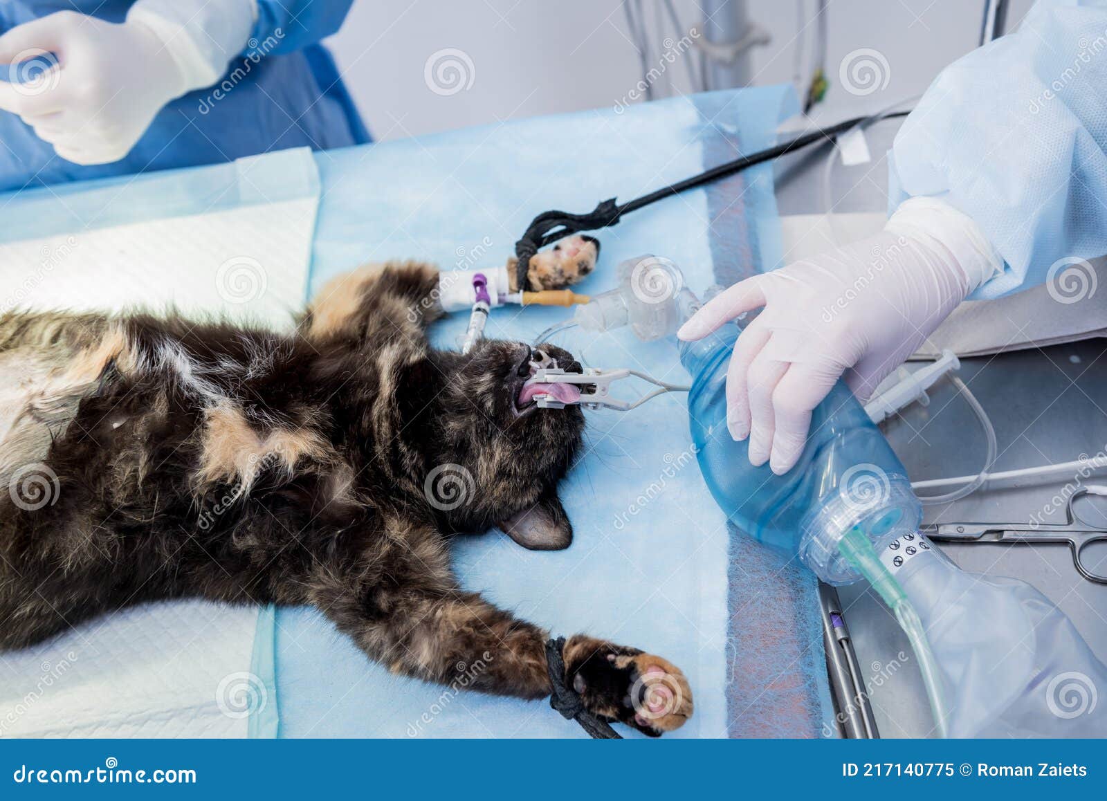 Veterinary Surgeon is Preparing Cat for Neutering Surgery. Stock Image