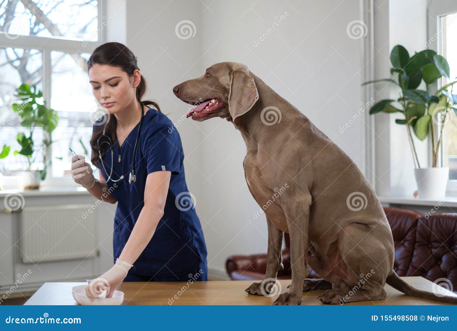 Veterinary Surgeon and Weimaraner Dog at Vet Clinic Stock Photo Image