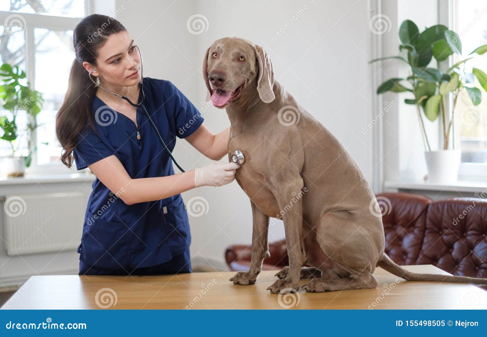 veterinary surgeon and weimaraner dog at vet clinic