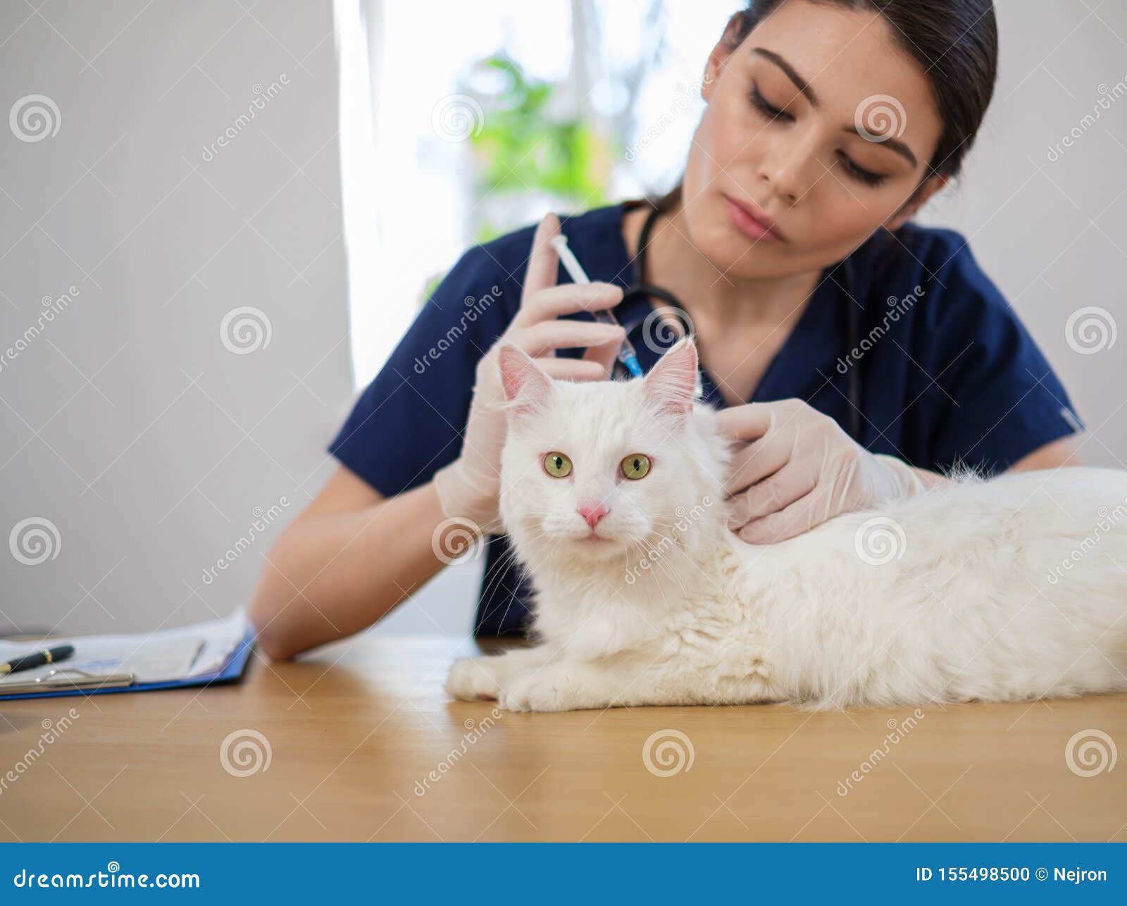 Veterinary Surgeon and White Cat at Vet Clinic Stock Photo Image of