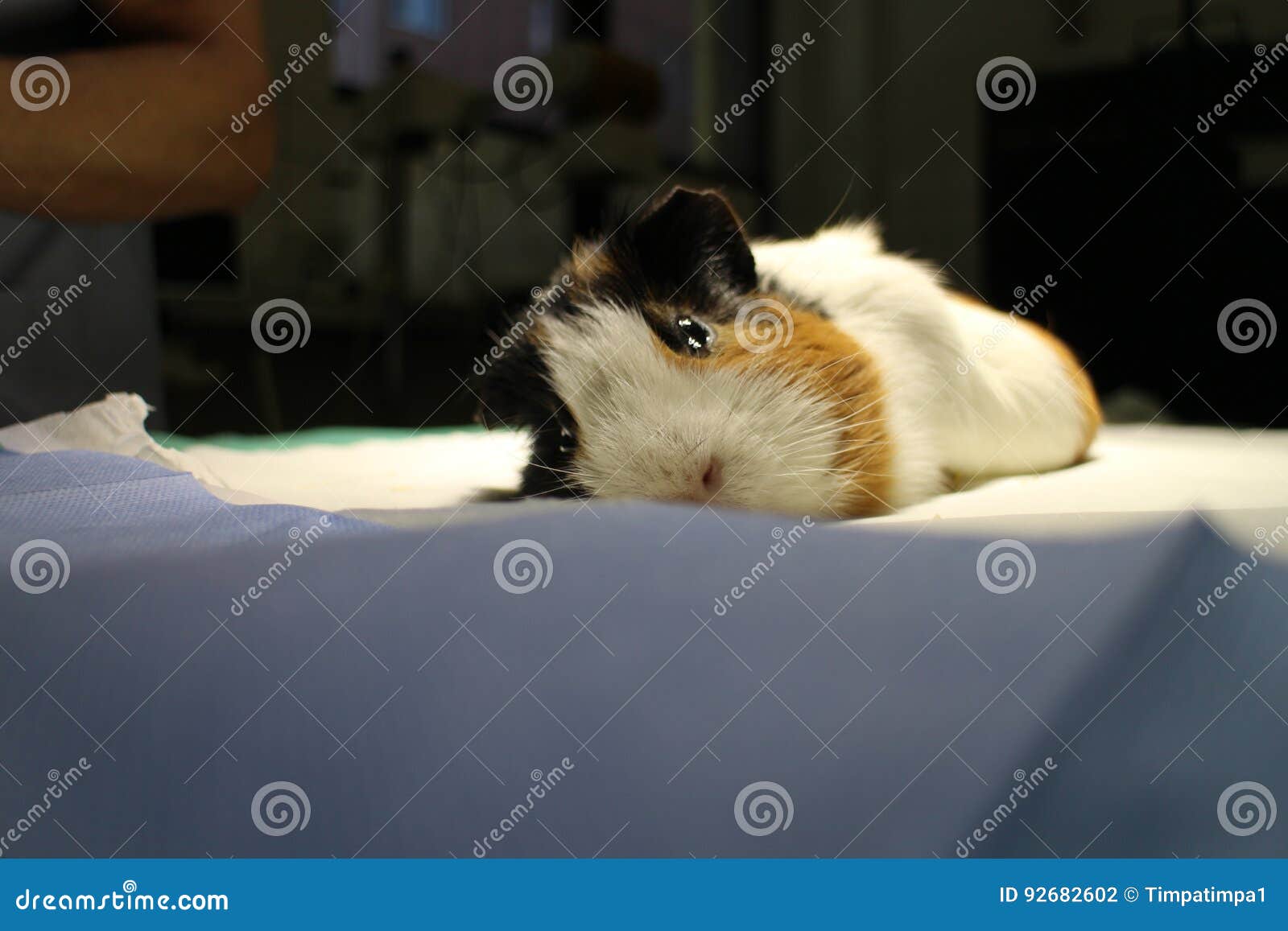 Veterinary Surgery of Dermoid Cyst by Guinea Pig Stock Photo Image of