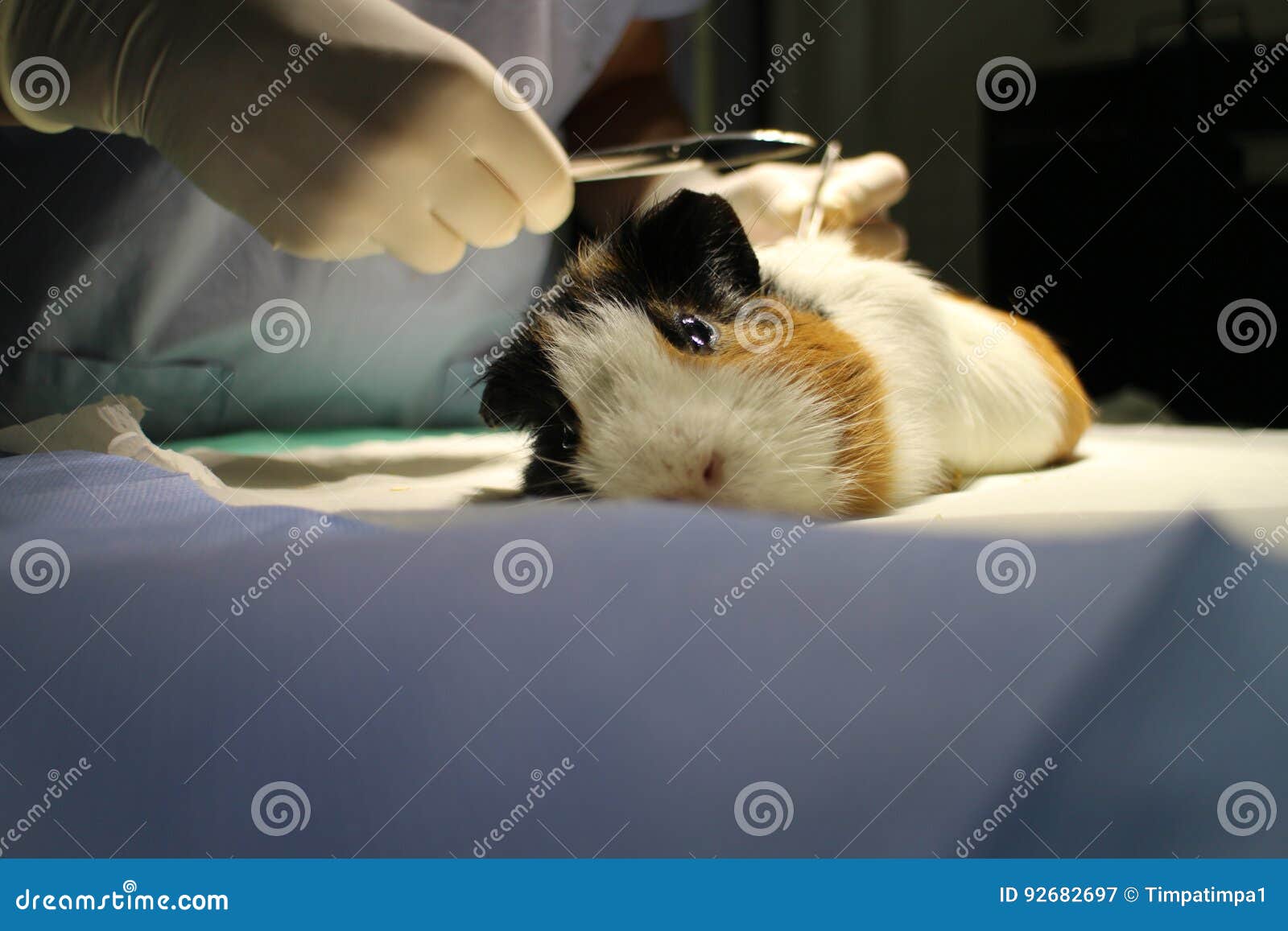 Veterinary Surgery of Dermoid Cyst by Guinea Pig Stock Image Image of