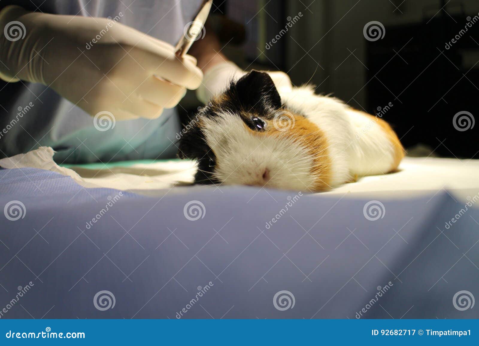 Veterinary Surgery of Dermoid Cyst by Guinea Pig Stock Image Image of