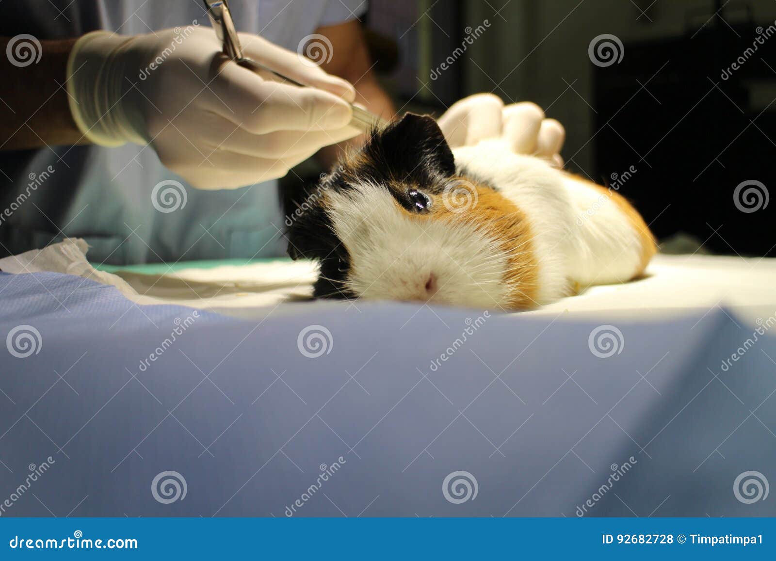 Veterinary Surgery of Dermoid Cyst by Guinea Pig Stock Photo Image of