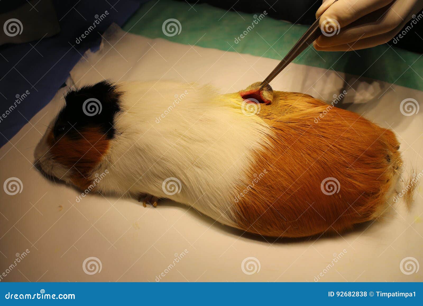 Veterinary Surgery of Dermoid Cyst by Guinea Pig Stock Photo Image of