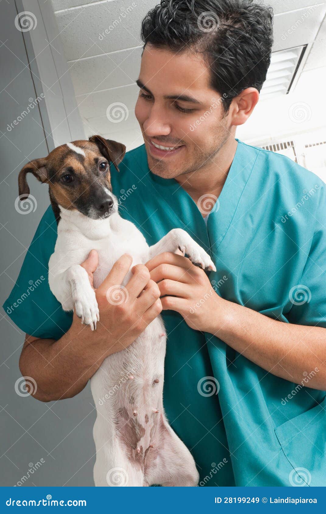 Veterinary Taking Care of Pet Stock Image Image of health, professional 28199249