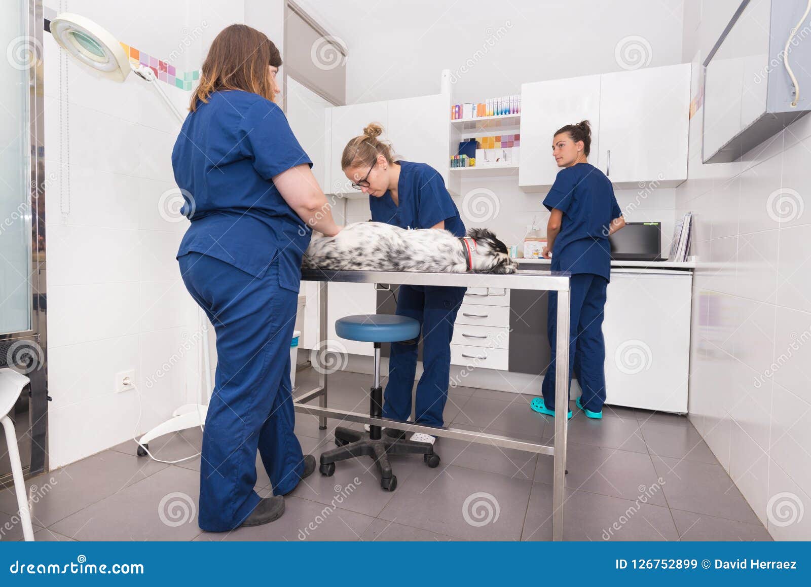 Veterinary Team Examining a Dog Stock Image Image of female, happy