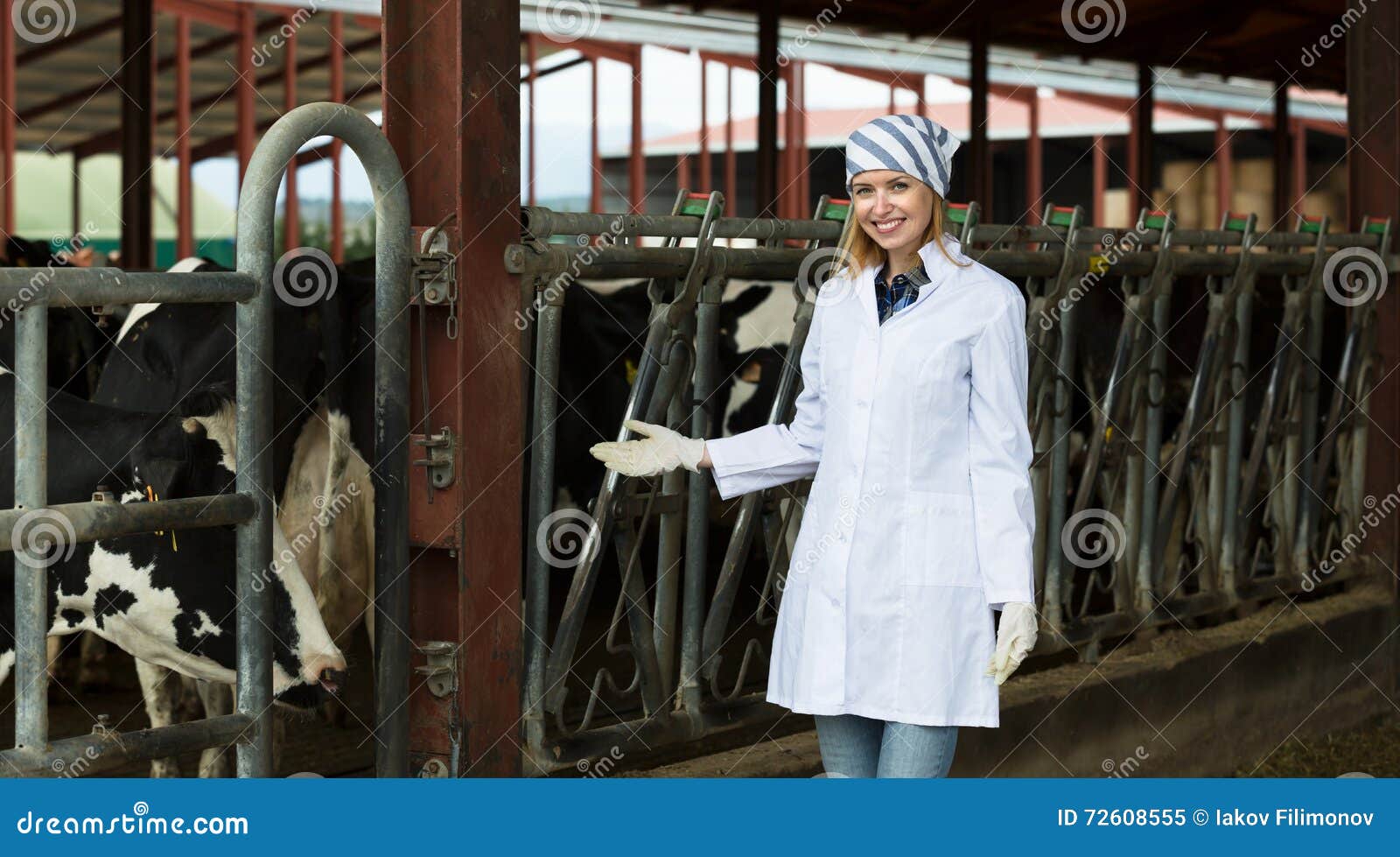 Veterinary Technician with Dairy Cattle Stock Image Image of