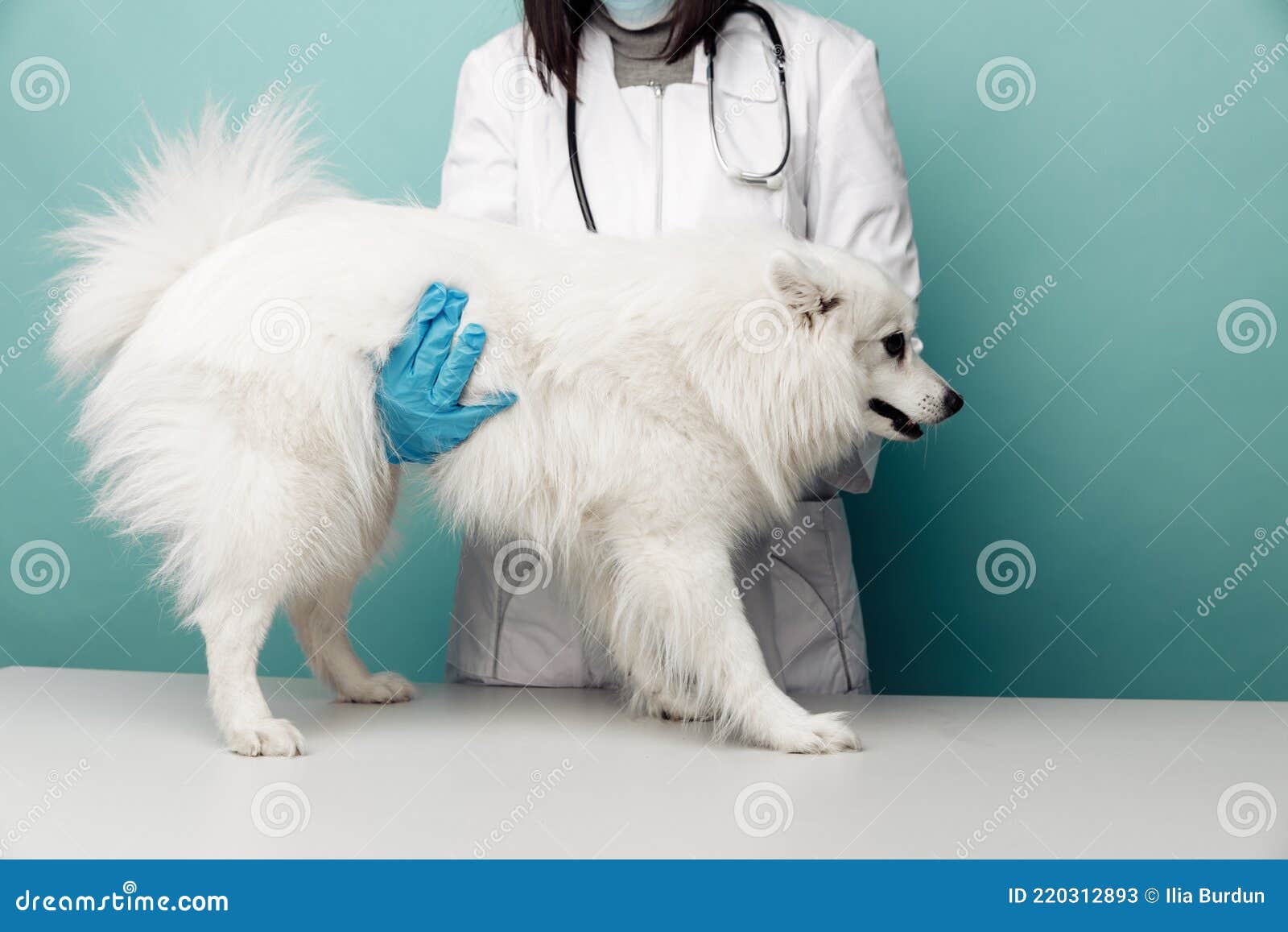 Veterinary in Uniform Checks the White Dog on the Table in Vet Clinic on  Blue Background Stock Image - Image of inspection, pain: 220312893