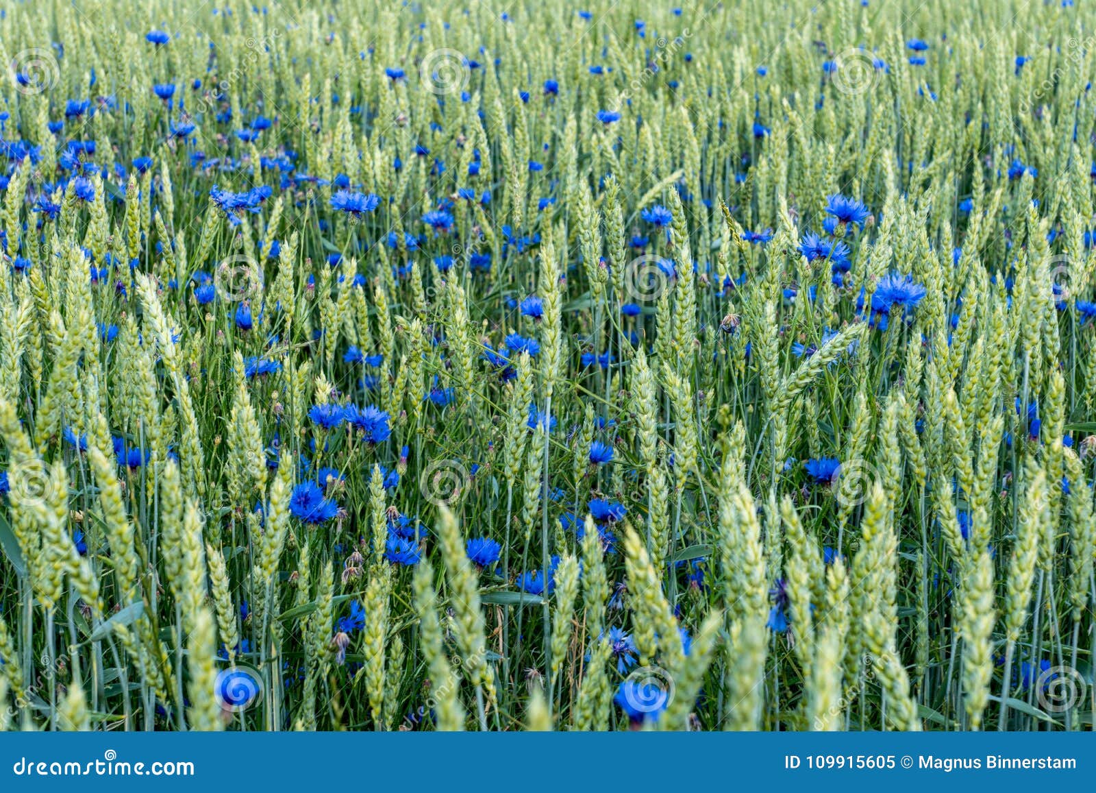 Veteåkern med blått sätter på en hätta blommor som är blandade med gröna sugrör. Det färgrika fältet av sädesslag med mycket blå hätta blommar blandat med gröna sugrör av vete