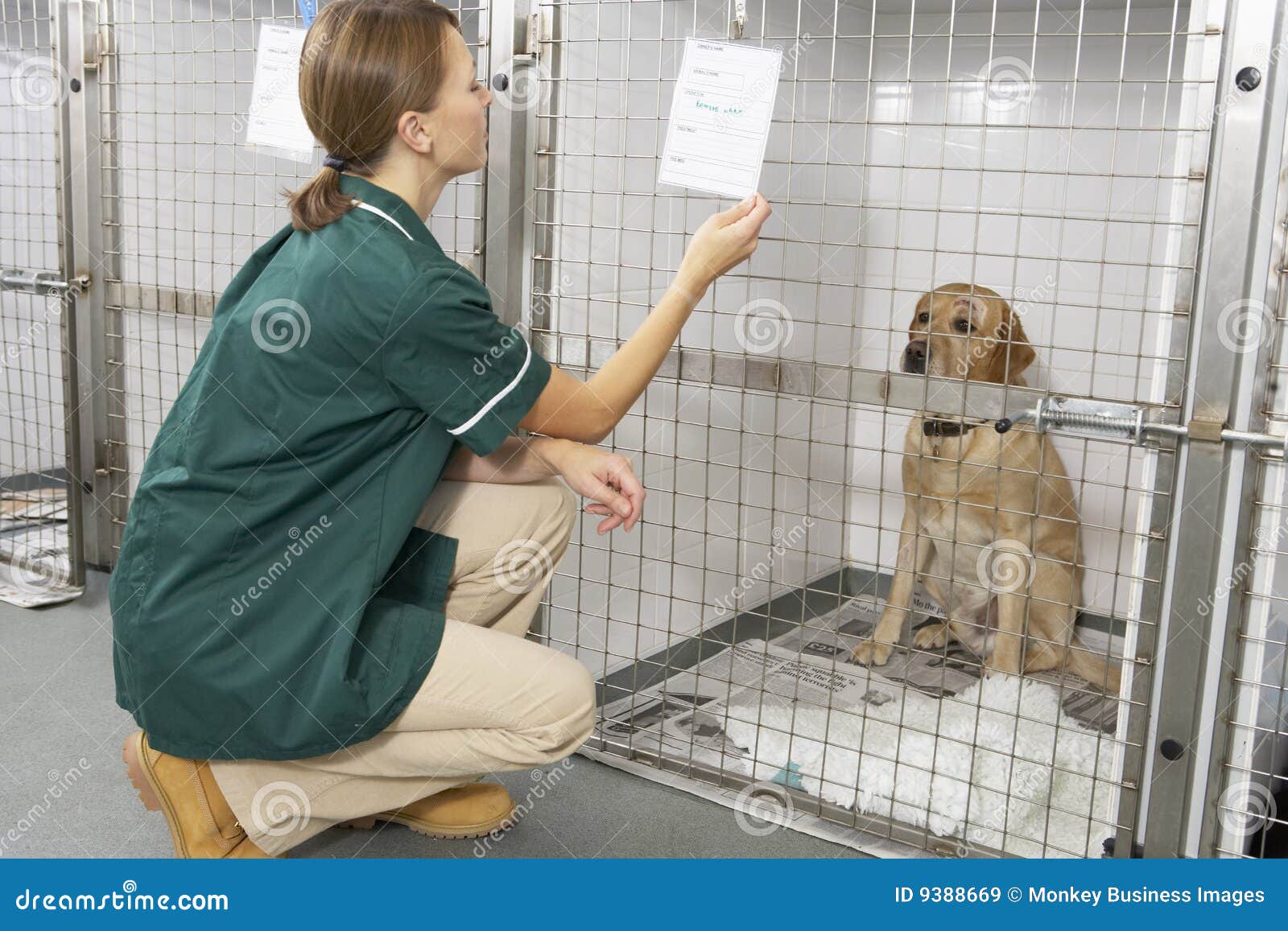 Vetinary Nurse Checking Sick Animals in Pens Stock Image Image of