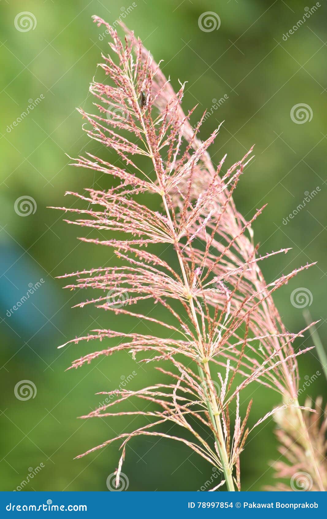 Vetiver flower stock photo. Image of flower, roots, bouquet 78997854