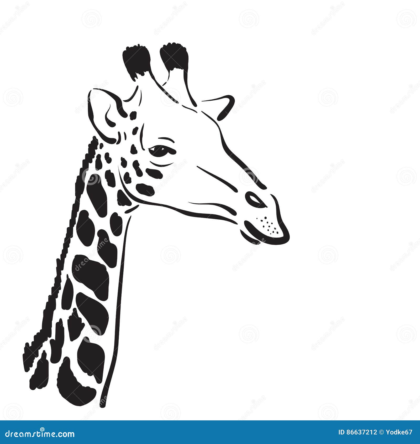 Esboço Vazio Cabeça Girafa Doodle Bonito Isolado Fundo Branco