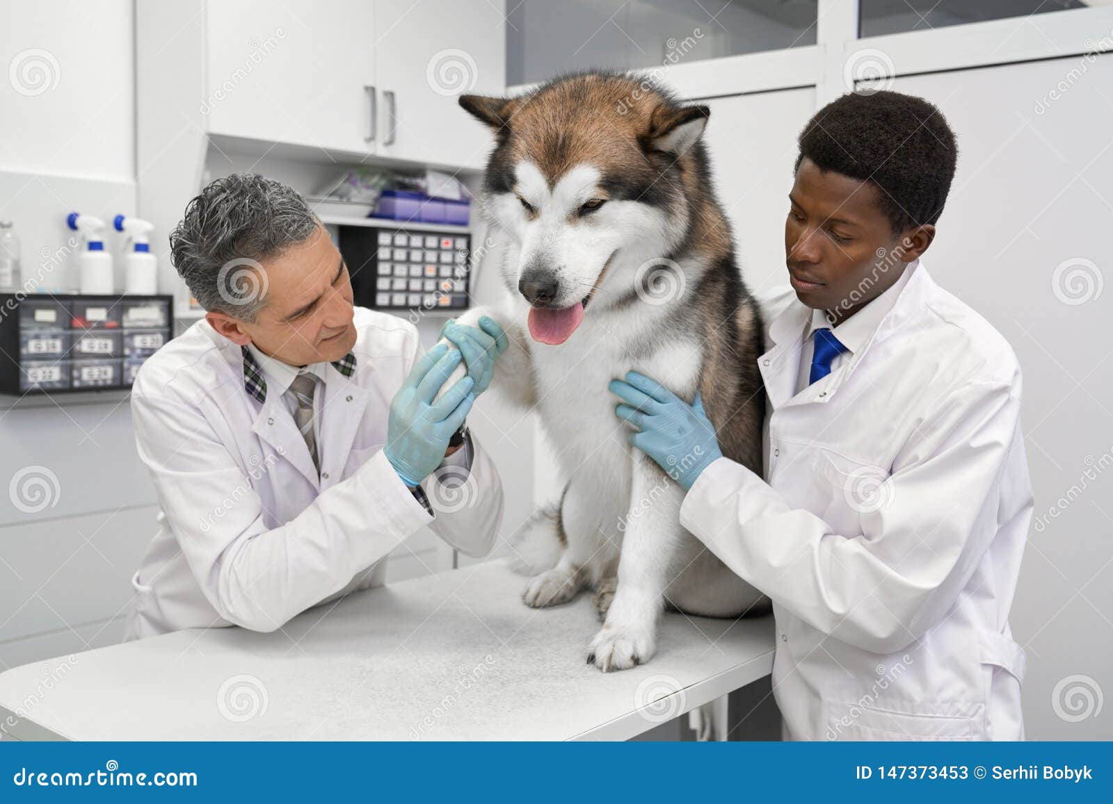 Vets Observing, Examining Paw of Malamute. Stock Image - Image of  beautiful, cute: 147373453