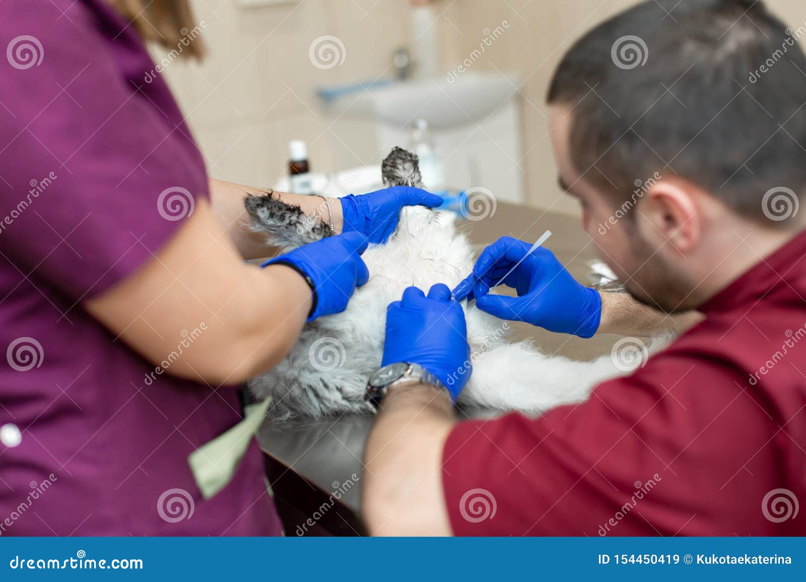 Vets Put a Urinary Catheter To a Cat Stock Image Image of drug
