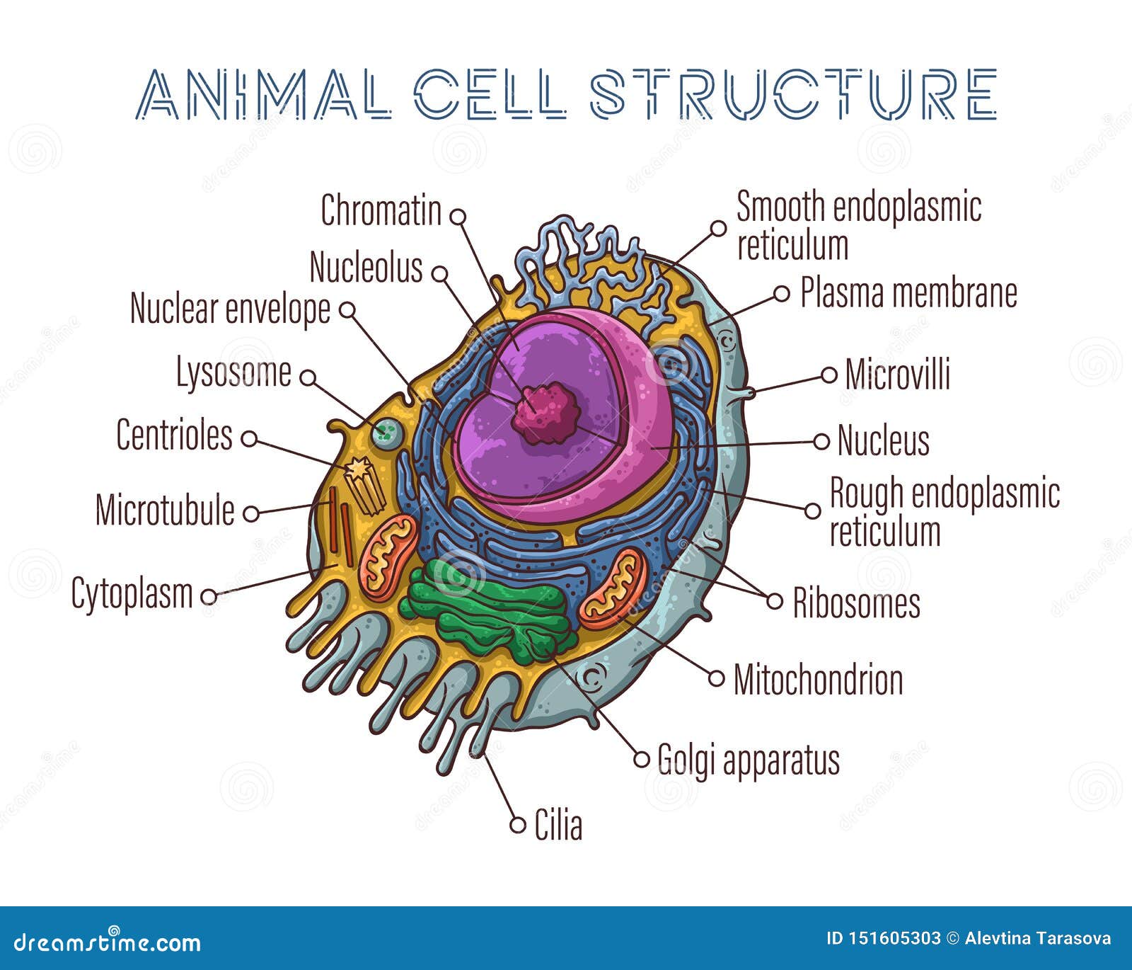 Vettore che schizza le illustrazioni struttura schematica della cellula