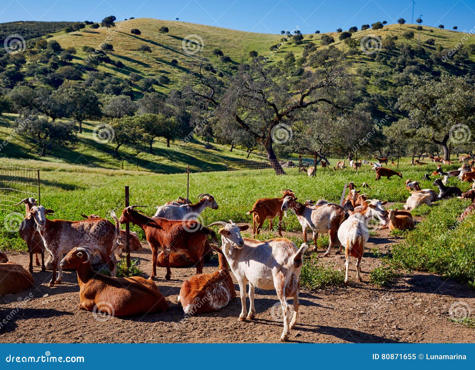 via de la plata way goats sierra norte seville