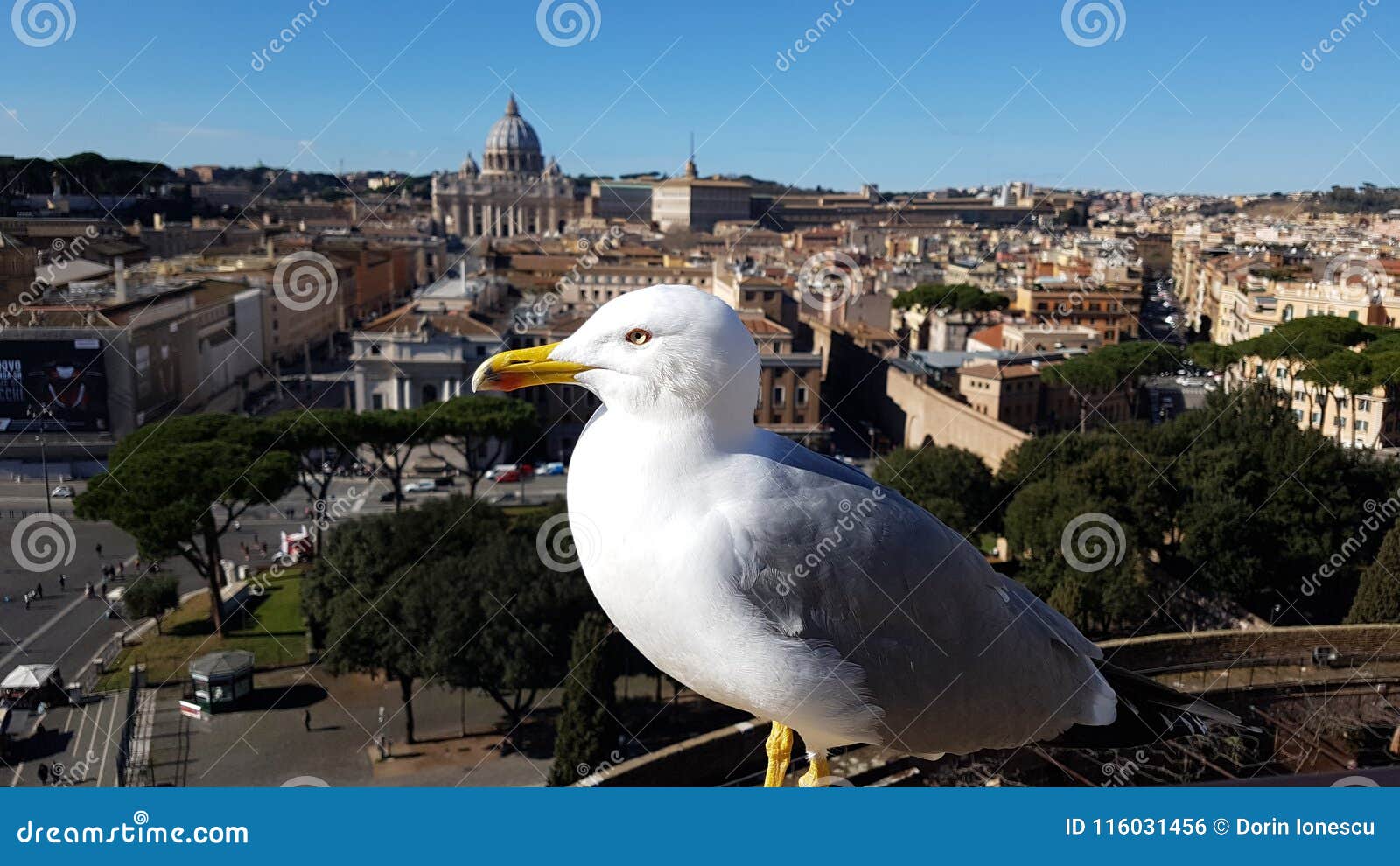 via della conciliazione, st. peter`s basilica, saint peter`s square, bird, gull, seabird, charadriiformes