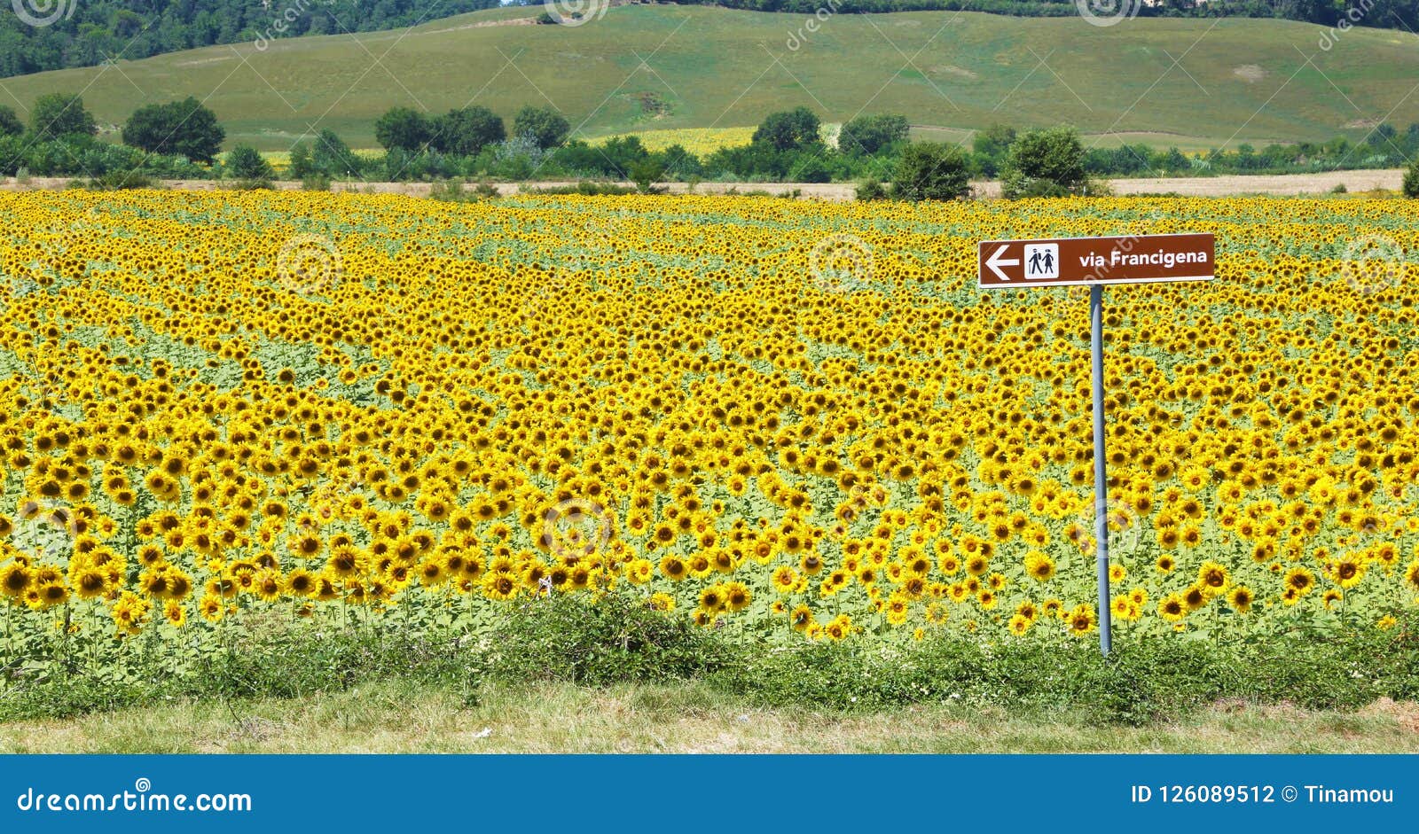 via francigena signpost and sunflower field, tuscany