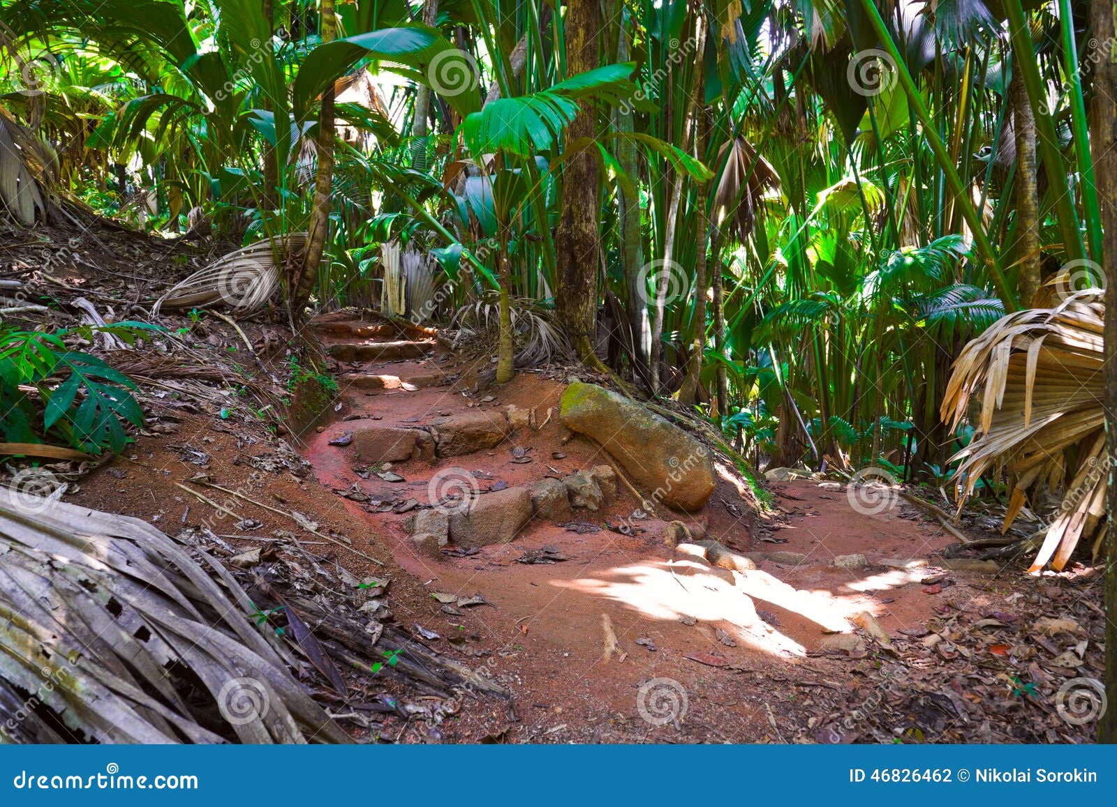 Via in Giungla, Vallee De Mai, Seychelles Fotografia Stock - Immagine ...