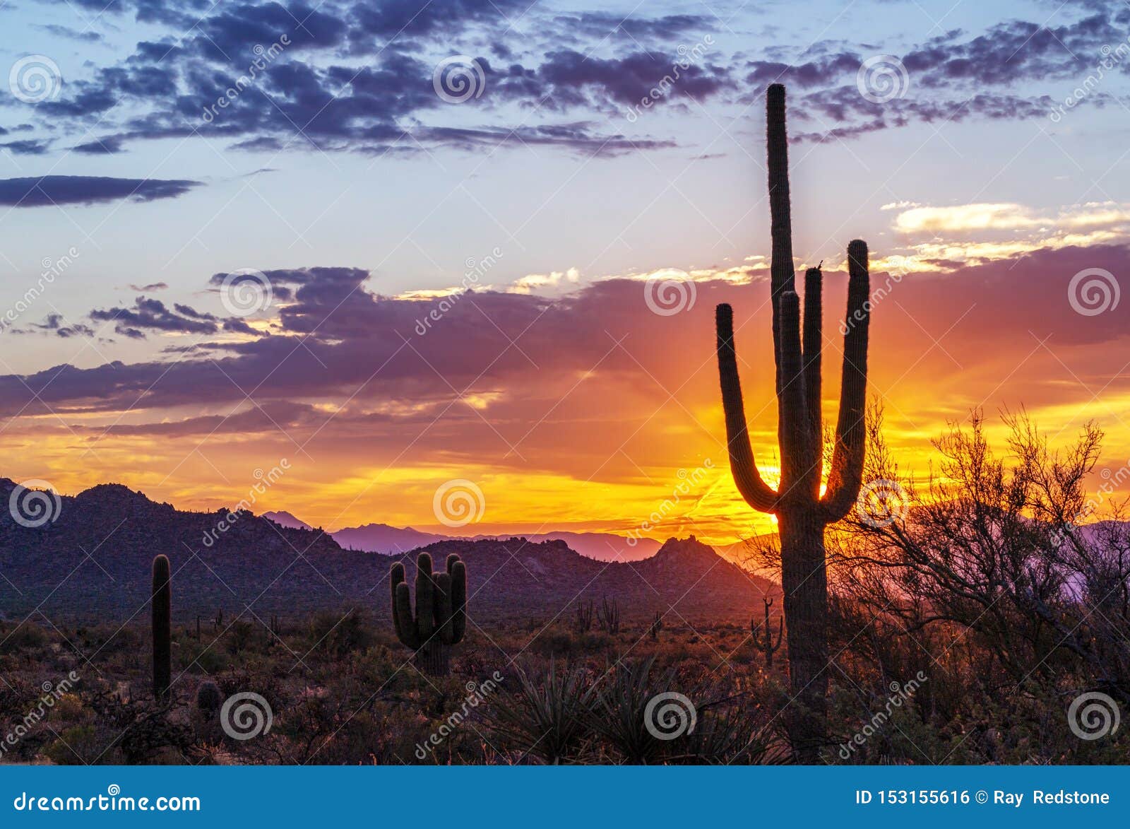 Vibrant Arizona Desert Sunrise with Cactus & Mountains in Background ...