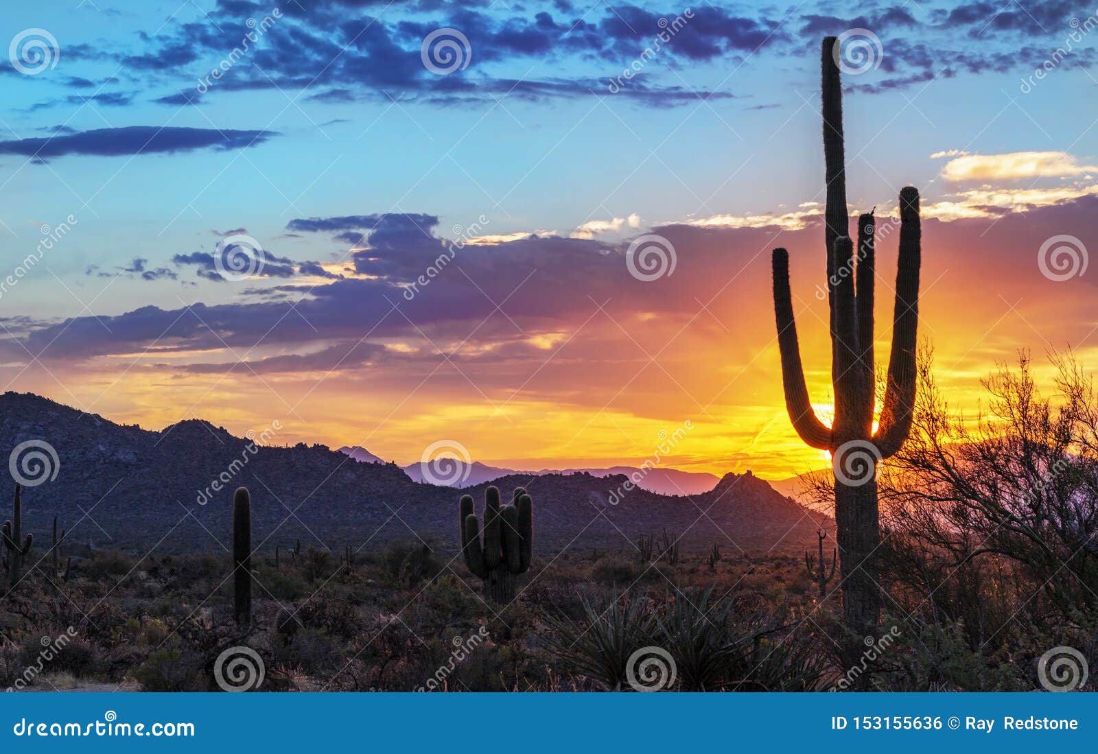 Vibrant Arizona Landscape Sunrise with Cactus & Mountains in Background ...