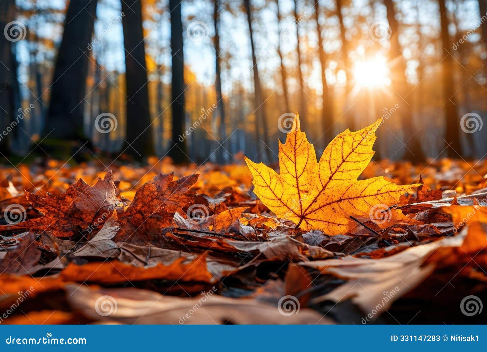a vibrant autumn scene featuring a golden leaf among an array of fallen leaves illuminated by warm sunlight in a serene forest