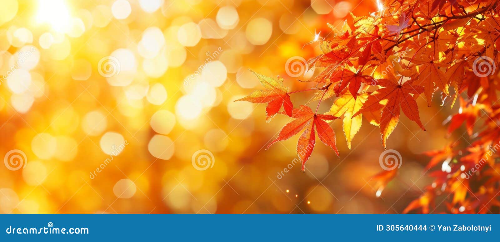 vibrant autumnthemed web banner with maple leaves and soft bokeh background