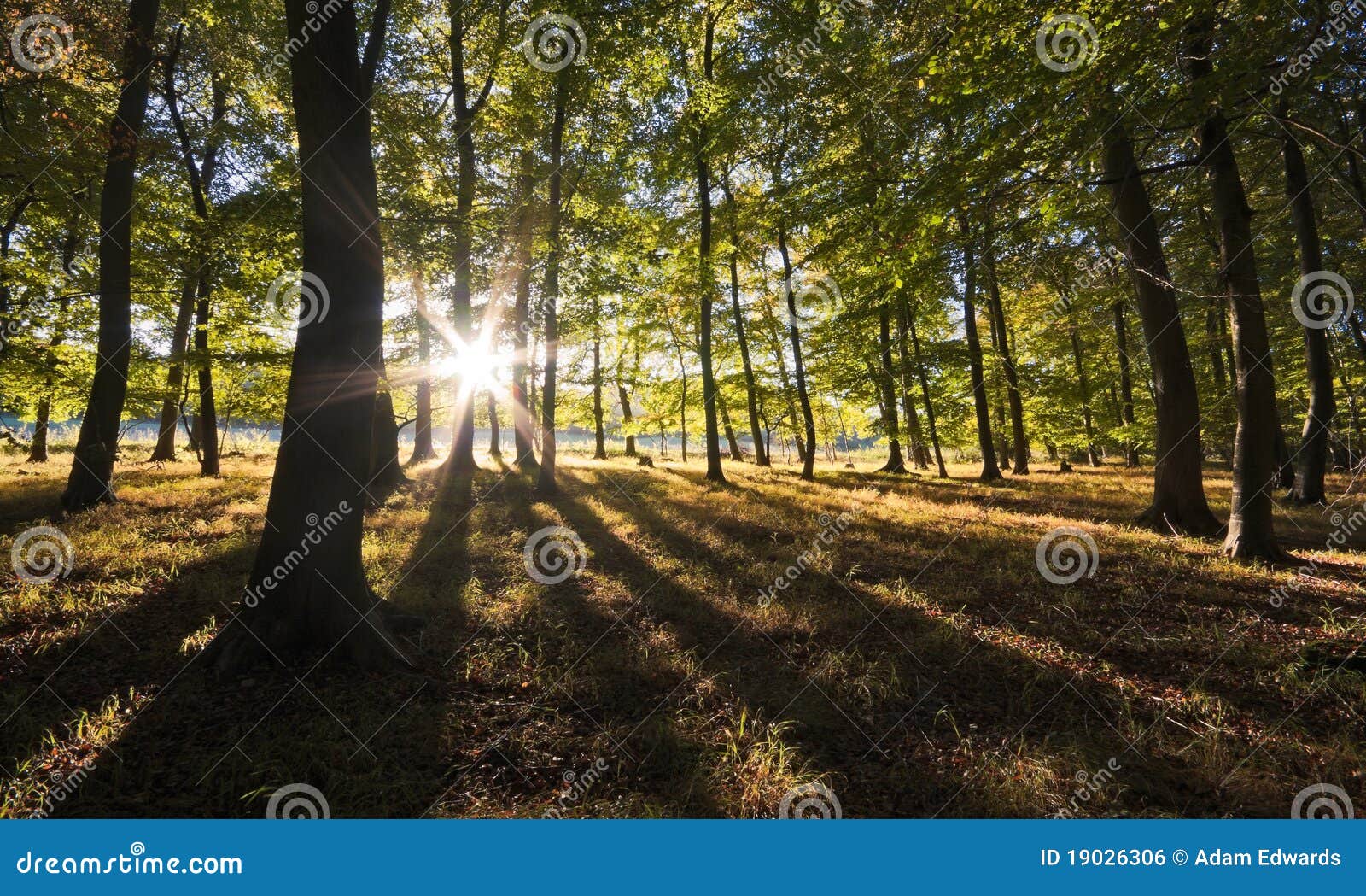 vibrant backlit woodland