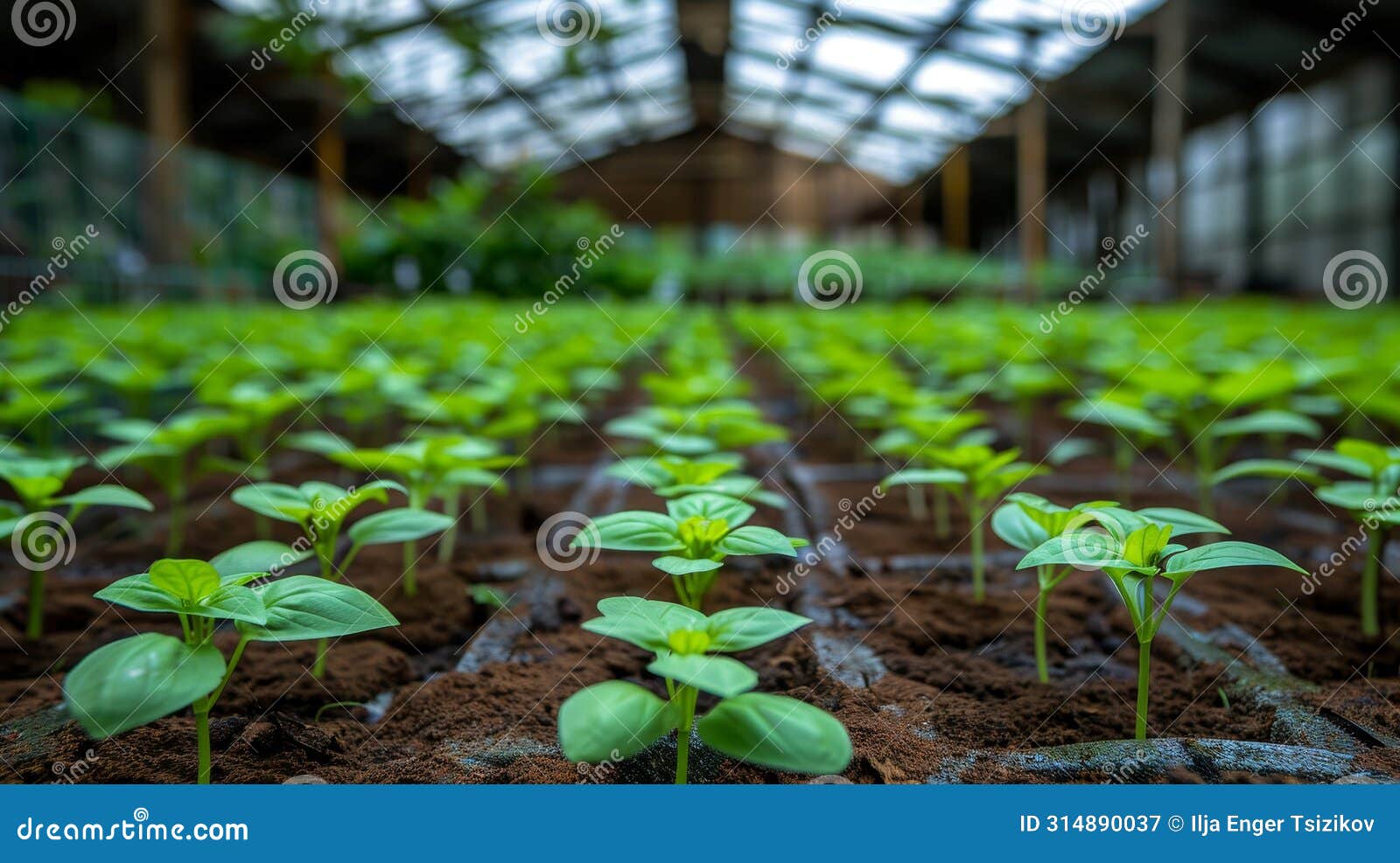 vibrant basil plants thriving in greenhouse with aromatic leaves ideal for picking