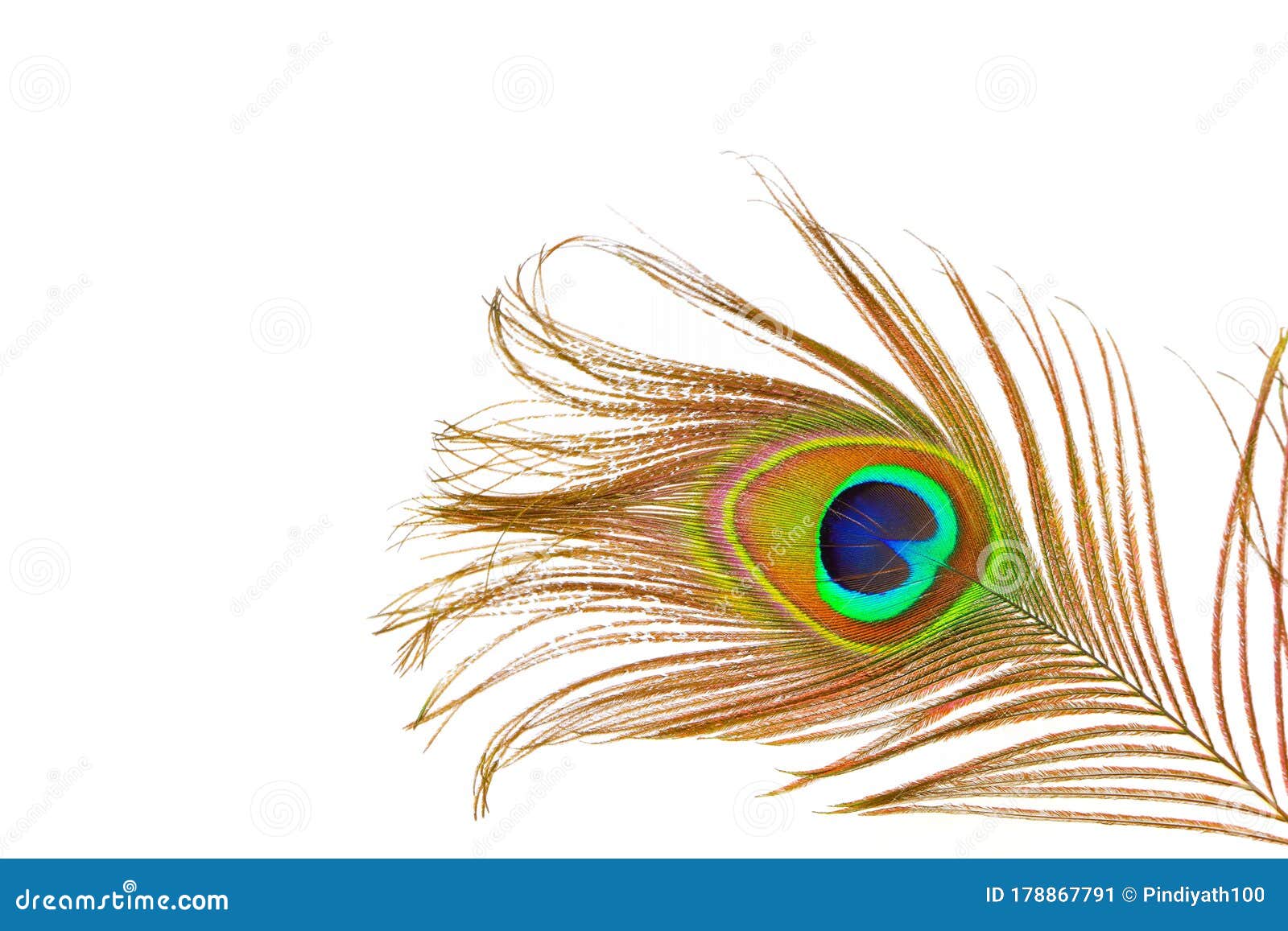 Elegant Peacock Feather Isolated on White Background Stock Image ...