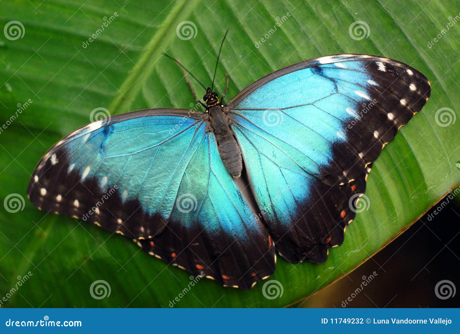 Vibrant blue butterfly stock photo. Image of rain, delicate 11749232