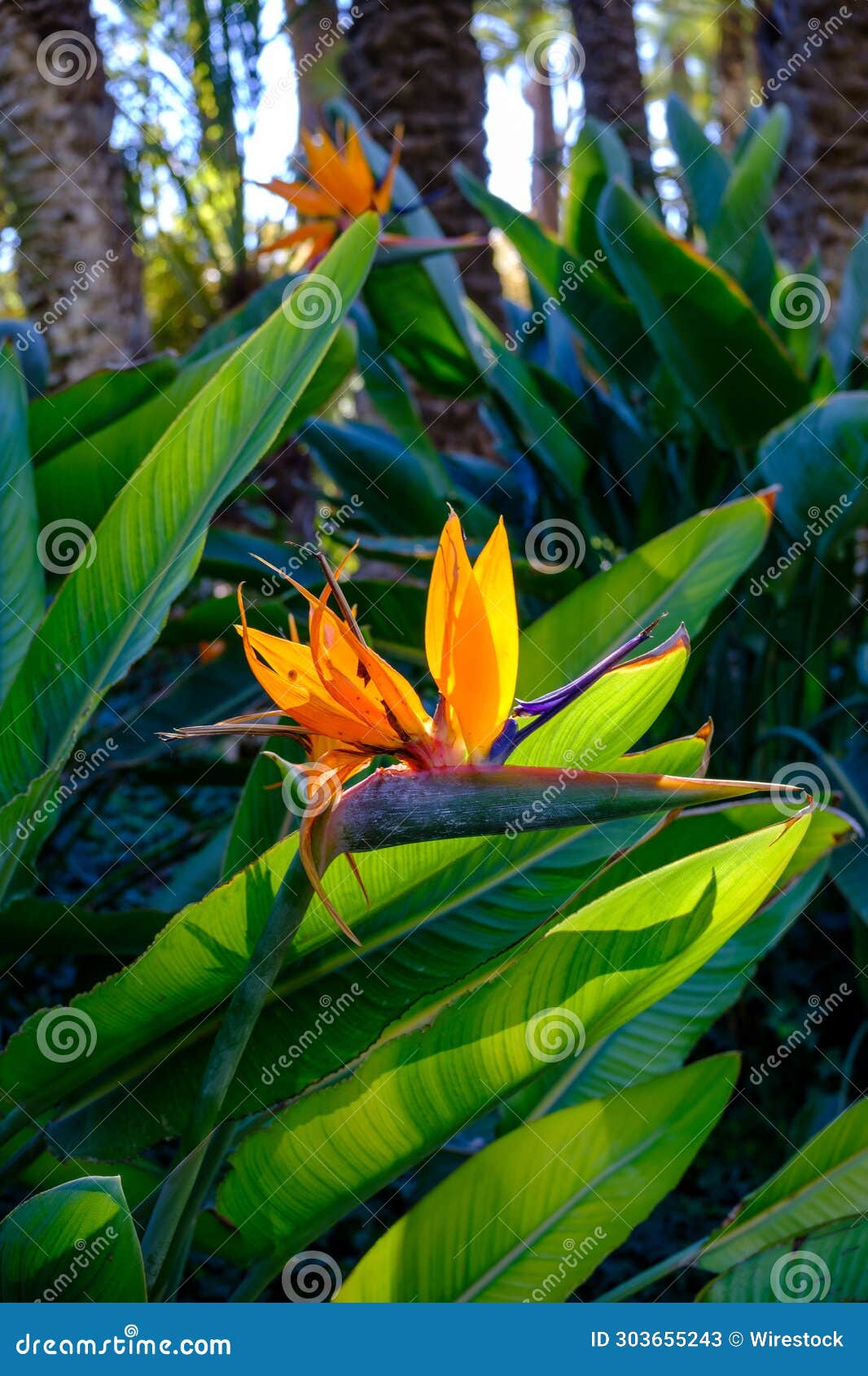 vibrant close-up of a strelitzia flower in the garden "el huerto del cura" located in elche, spain