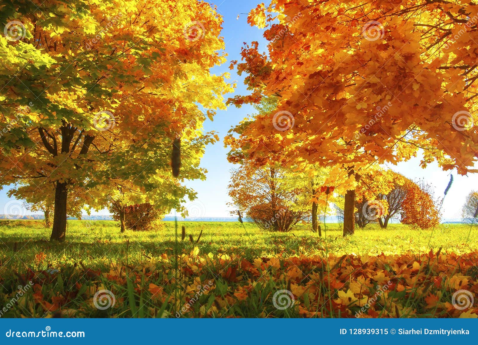 vibrant color of leaves on trees in autumn park on sunny clear day. autumnal landscape. fall. vivid colourful nature