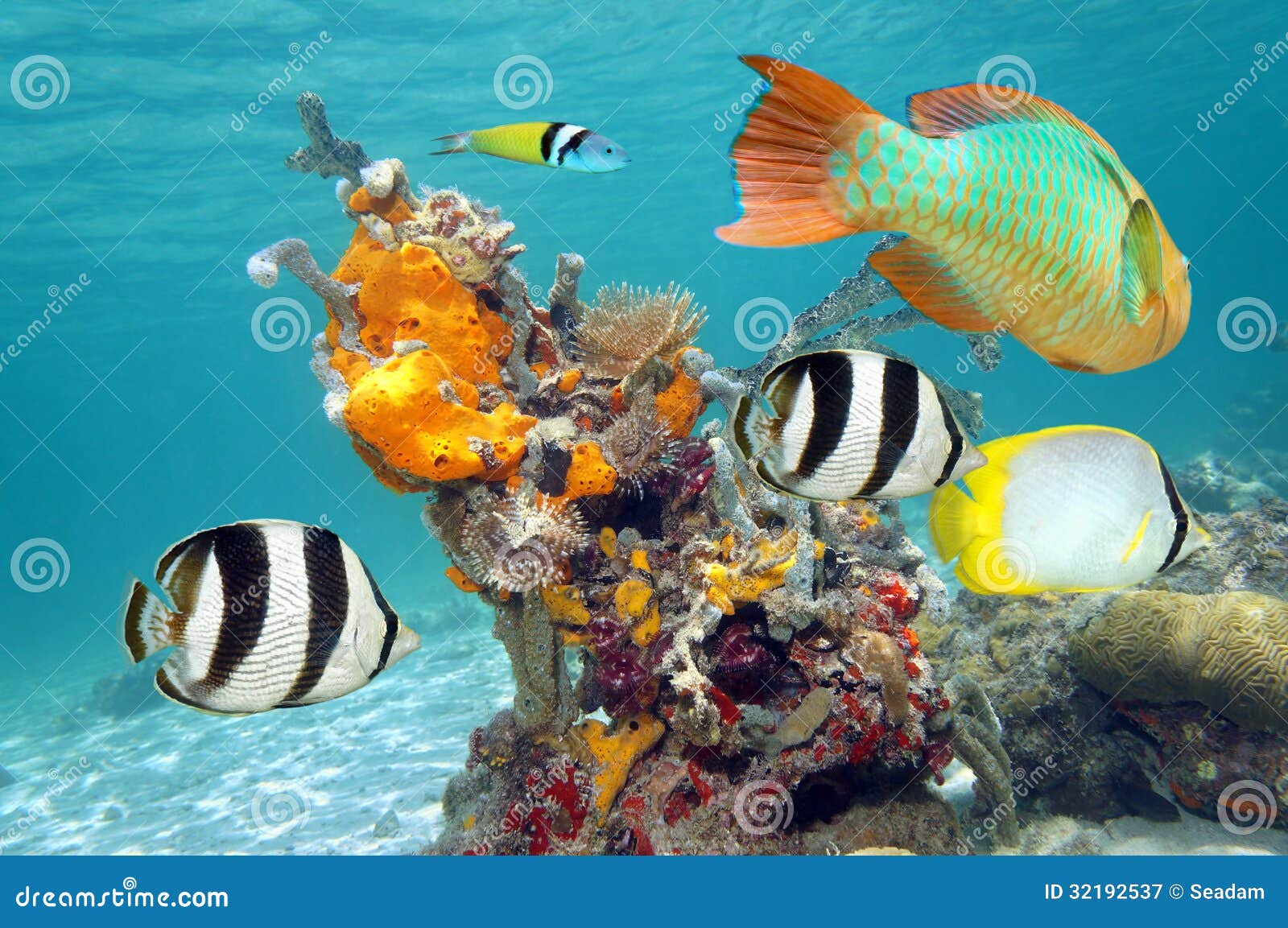 Vibrant Colors of Marine Life Stock Image - Image of ecosystem, animal ...